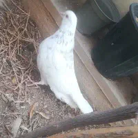 کبوتر