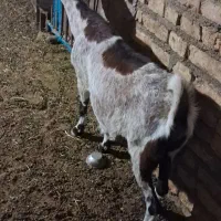بز افغان