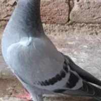 کبوتر۶عدد پنج دوبر ویک ککیلی