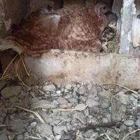 بوقلمون کرچ وجوجه