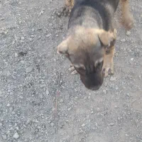 سگ پژدر|سگ|شبستر, |دیوار