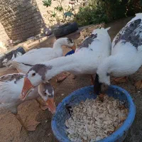 قو غاز|حیوانات مزرعه|کشکسرای, |دیوار