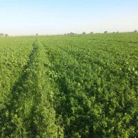 یونجه سبز چین دوم جهت فروش