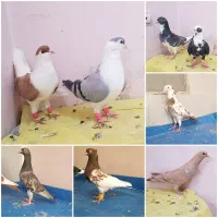 کبوتر.کارل میولمنز موشی طلایی پلنگ طاووسی ساده زرد