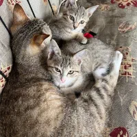 واگذاری رایگان بچه گربه