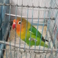کوتوله برزیلی (فیشر)