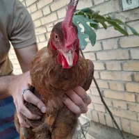 مرغ محلی تخم گذار به شدت درشت و بزرگ