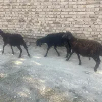 بره|حیوانات مزرعه|قره چای, |دیوار