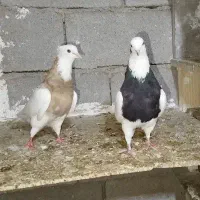 کبوتر طوقی