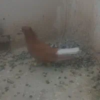 کبوتر