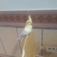 عروس هلندی
