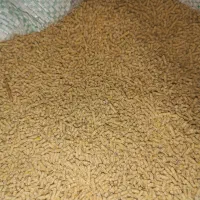 دان پارس مرغ گوشتی