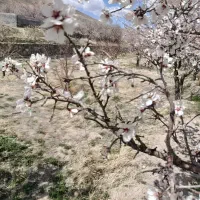 فروش باغ ویلایی به متراژ ۳۰۰متر واقع در اسکو