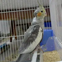 جوجه عروس هلندی آماده دستی کردن دونه خور
