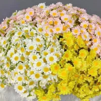 بابونه زیبا وارداتی