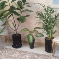 حراج گل