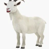 فروش ۵۰ راس کهره نر