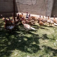 تخم بوقلمون