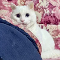 واگذاری سرپرستی رایگان