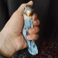 طوطی برزیلی رنگ خاص