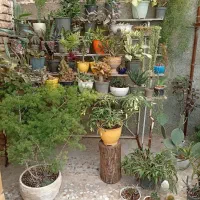 گل‌های طبیعی وزیبا