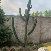 کاکتوس نخل ماداگاسکار