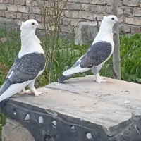 کبوتر|پرنده|سراوان, |دیوار