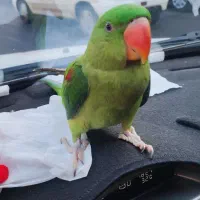 شاه طوطی نر ۳ ماهه