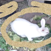 خرگوش