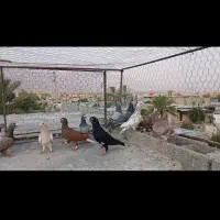15تا کفتر پلاکی