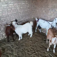دوتا بزن وکره