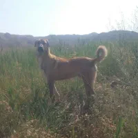 واگذار