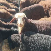 عرضه مستقیم بره زنده و گوشت گرم ویژه عید قربان