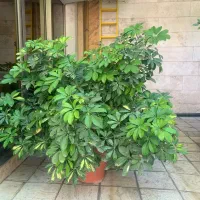 گلدان بزرگ شفلر