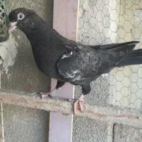 دم سفید سینه سیاه