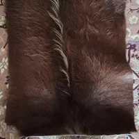 پوست بز