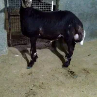 گوسفند بره نر پروار چاق درجه یک سربنداز