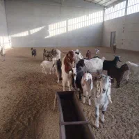 بز پاکستانی