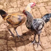مرغ و خروس لاری