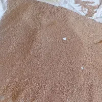 گندم تمیز سالم