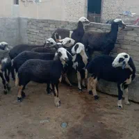 بره ماده شیشک