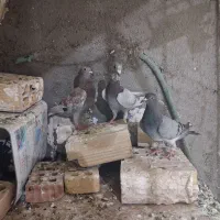 کبوتر پرنده صید جوجه
