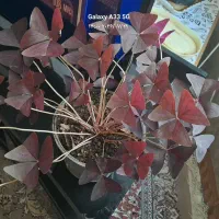 گل پروانه ای ۲۵۰