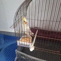 فروش عروس هلندی