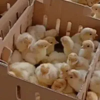 جوجه بوقلمون بیوتی یک روزه