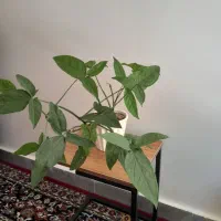 گل سینگونیوم سبز