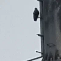 کفتر گم کردم