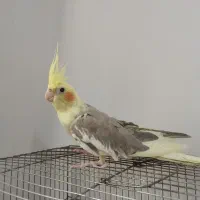 عزوس هلندی ماده رام