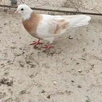 کبوتر