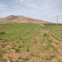 یک هکتار زمین کشاورزی چگنی